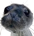 finnegas emote