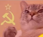COMMcat emote