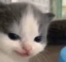 CatSmirk emote