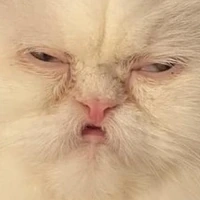 Cat_Stare emote