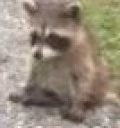sadRaccoon emote