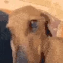 DogLookingSussyAndCuteButItsTooShyToLookAtYou emote