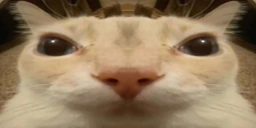 gaag emote