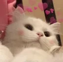 cute_cat emote