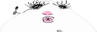 hann emote