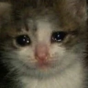 smolcat emote