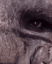 ZestyGorilla emote