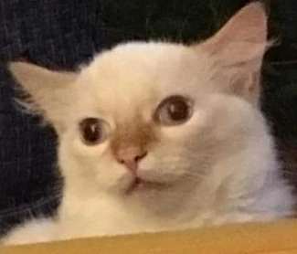 dumb_cat emote