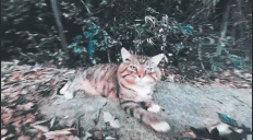 kot emote