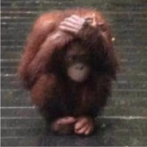 monkeysad emote