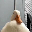 gooseKISS emote