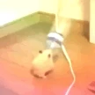 hamsterdance emoji