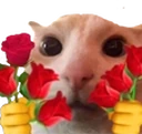 catRoses emote
