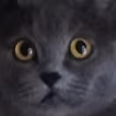 who_are_you emote