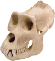 fortniteplayerskull emote