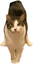 cat_triangle_stance emote