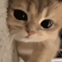 ebalo emote
