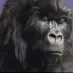 GorillaDrums emote