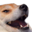 Dogo emote