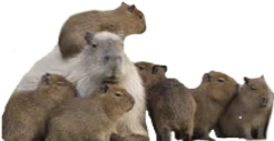 CapyCouncil emote