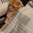 catYoink emote