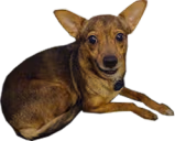 miska emote