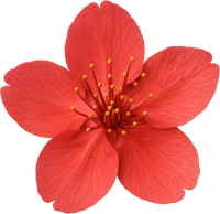 Redsakuraflower emote