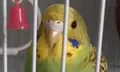 hi emote