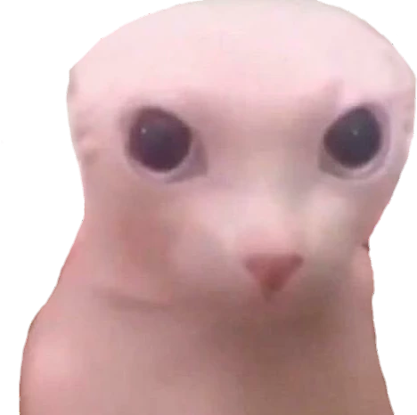 bingus emote