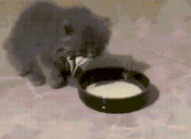 veryCat emote
