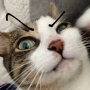 eyebrow_cat_intense emote