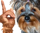 hesBB emote