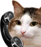 kiisu_phone emote