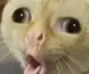 catcough emote