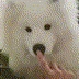 long_doggo_boop emote