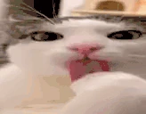 clean emote