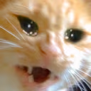 catWHY emote