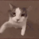 catKiss emote