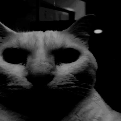 uncanny_cat emote