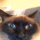 siamcat emote