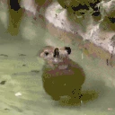 CAPYBARA emote