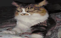 prrr emote