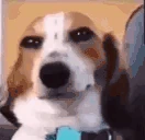 WhatDaDogDoin emote
