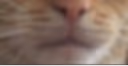 bottom emote