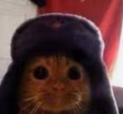 stare_cat emote