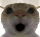 OO emote