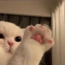 hi emote