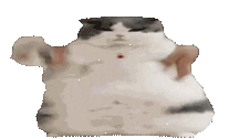 CatFat emote