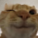 Cat_wink emote