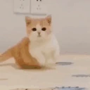catArrive emote